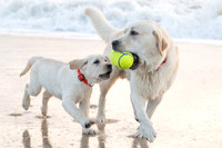 Max and Bear with a Football