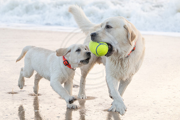 Max and Bear with a Football