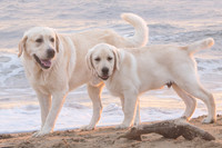 Boys at the Beach 2023
