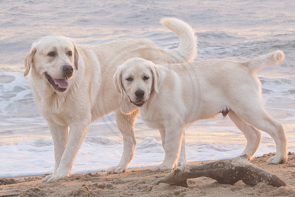 Boys at the Beach 2023