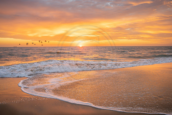Virginia Beach Pelicans at Sunrise 2023