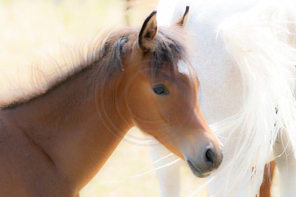 Arabian Foal Pastel