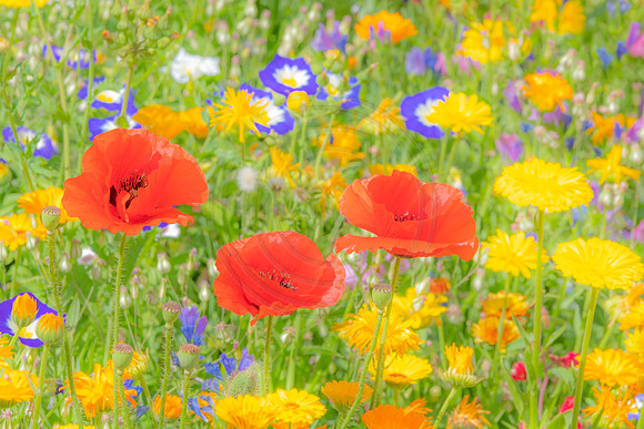 Three Poppies in Wildflowers