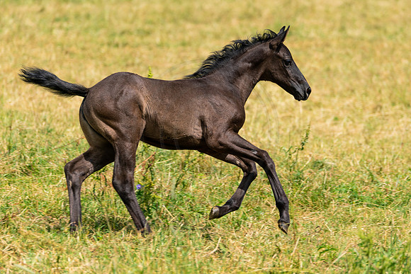 Dark Marbach Foal