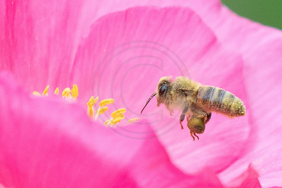Pollen Dusted Honey Bee