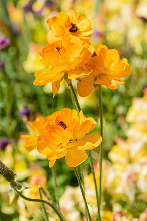 Soft Apricot