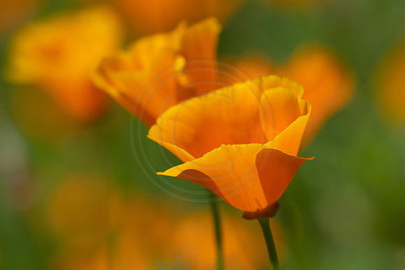 California Poppy 2023