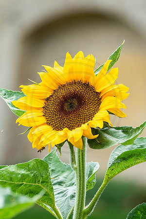 Monastery Sunflower