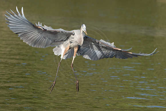 Approach of a Heron