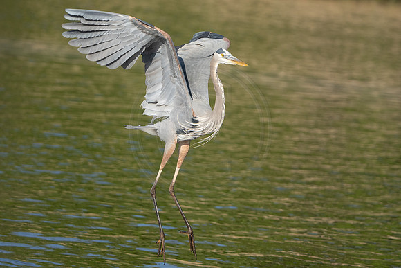 Dance of a Heron