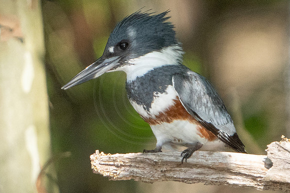 Belted Kingfisher