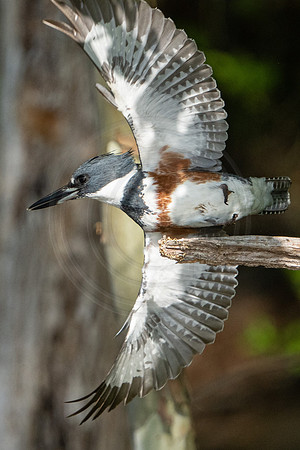 Belted Kingfisher Away