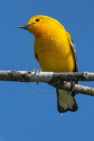 Prothonotary Warbler