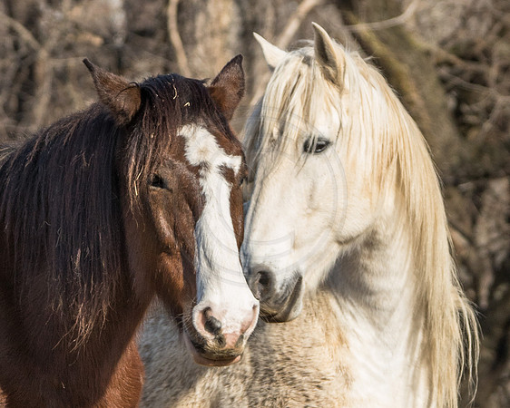 Friends at Welbourne Farm