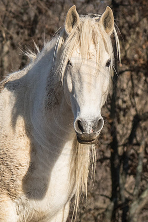 White Beauty