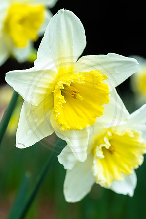 Butter and White