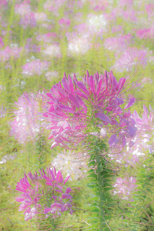 Cleome Pastel