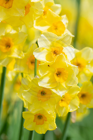 Tower of Daffodils