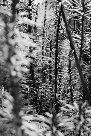 Yew Little Forest
