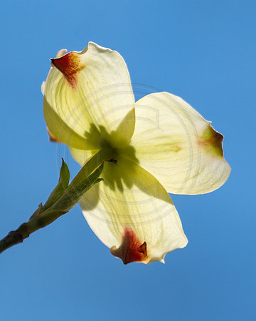 Dogwood and Sky