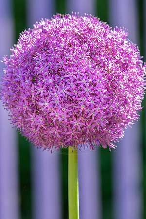 Globe Allium Purple Galore
