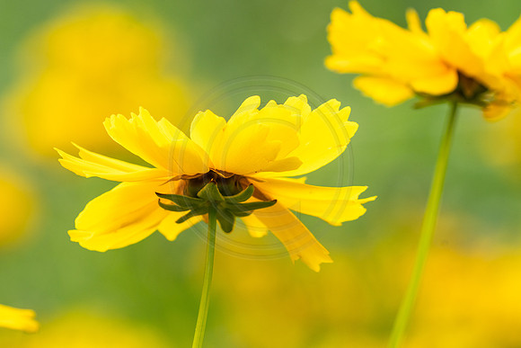 Yellow Coreopsis at NBG