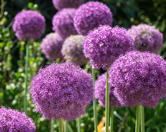 Purple Pops