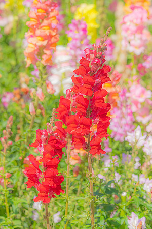 Snapdragon Red Pastel