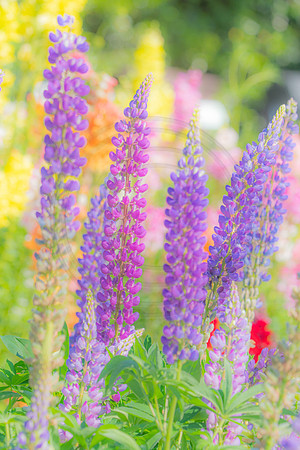 Blue Lupine Pastel