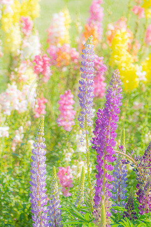 Lupines and Snapdragons Pastel