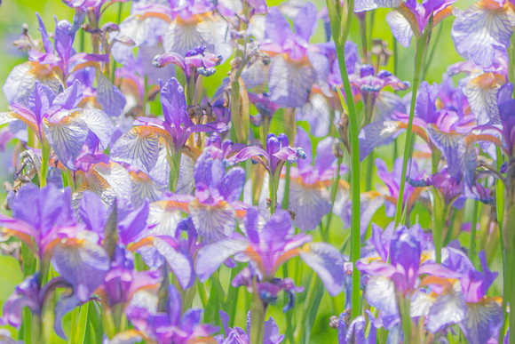 Iris Pastel