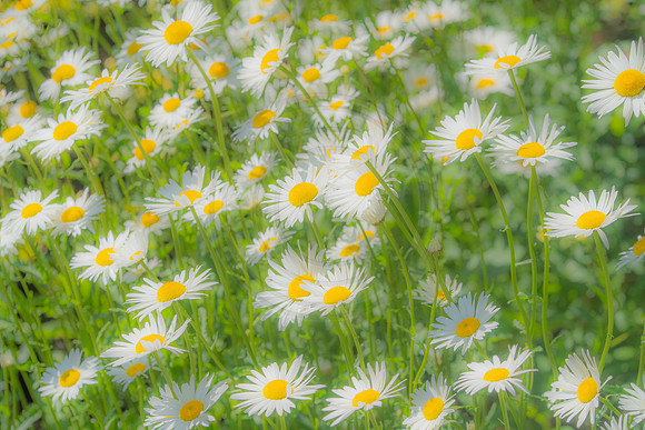 Daisy Crazy Pastel