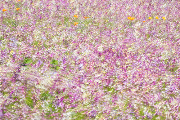 Wildflowers in the Wind
